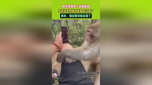 猴哥猴哥的视频,视频中的欢乐时光与智慧启示