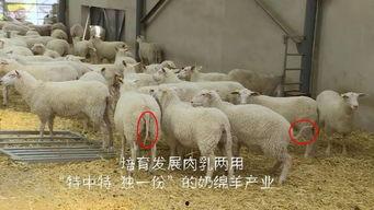 育肥羊爆料视频最新版,行业黑幕与真相大曝光