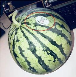 网红吃瓜精品,揭秘娱乐圈幕后真相