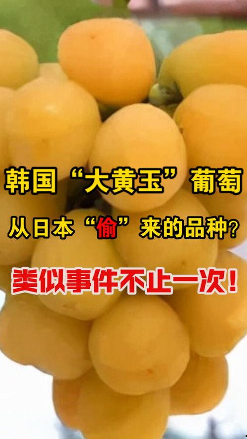 最新日本大黄,传统药材的现代应用与科学探索