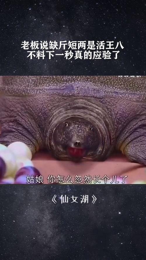 老公真的是活王八,老公的真实身份大揭秘