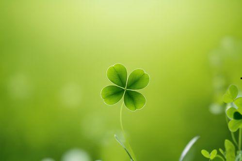 四叶草的视频,探寻生命奇迹的绿色篇章